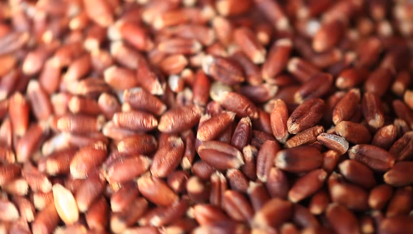 красно пшеничный. красно пшеничный. Agnes denes «пшеничное поле – противостояние». красно пшеничный. красно пшеничный.