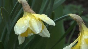 Narcissuses on a bed, zoom out clip.
