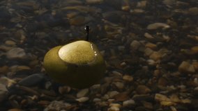 Stock Video Footage Pear in the river water. In the sun lone pear naturally drifts in the coastal waters of the lake
