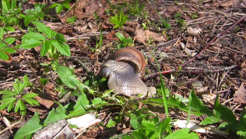 snail eat grass