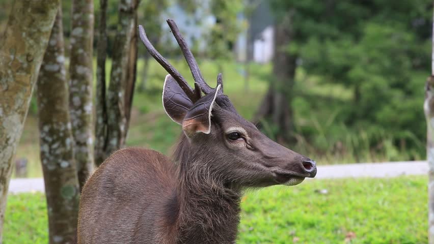 A Male Buck Stand Still Stock Footage Video 100 Royalty Free 7431964 Shutterstock