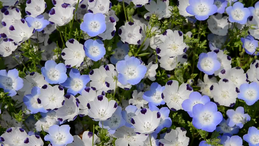 Nemophila Menziesii The Flower Beds In Stock Footage Video 100 Royalty Free Shutterstock