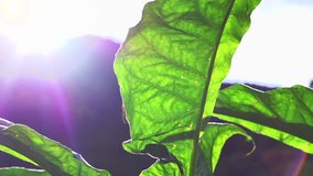 Tobacco. Lush Tobacco plants growing on the farm. High speed camera shot 240 fps. Full HD video footage 1080