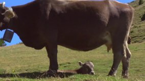Cattle grazing in a field. Cows and calf on pasture. Kine lying on the field eating grass . A brown horse standing in a farmer's meadow.Slow motion camera shot 240 fps. Video footage full HD 1080p