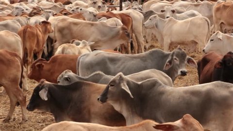 Brahman Beef Cattle Cow livestock in sale yard pens waiting for live export 
