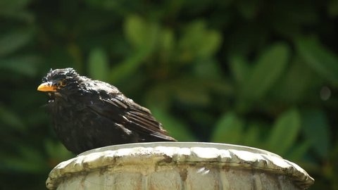 Blackbird splashing in bird bath. Newbury, United Kingdom. July 2014. 