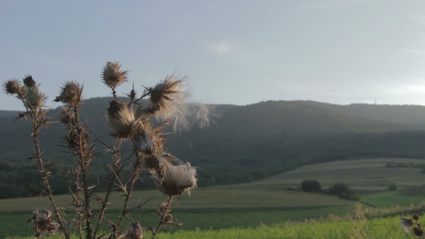 Cutleaf Teasel, Dipsacus Laciniatus (Cinestyle)