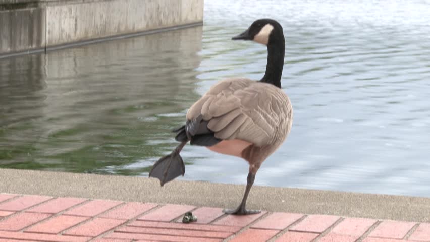 funny canadian goose by waterside lifts Stock Footage Video (100%  Royalty-free) 7446385 | Shutterstock