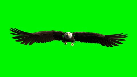 american bald eagle hunting flying chroma key green