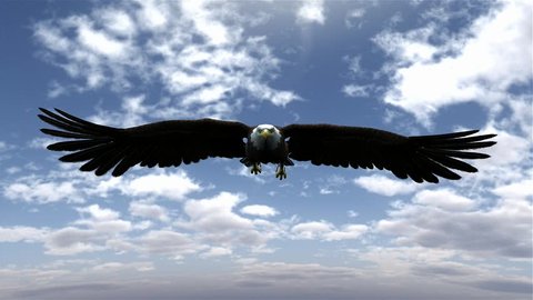 american bald eagle hunting flying in a blue sky