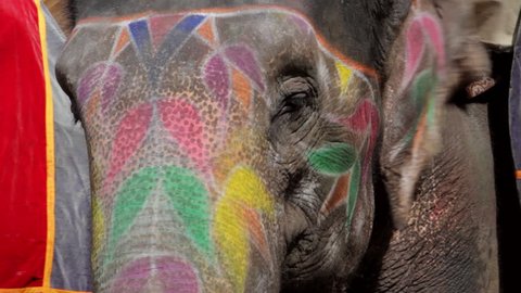 Close up of an Indian elephant painted with festival colours fanning itself with its ears. Taken at the Amber fort in Jaipur. Video Stok