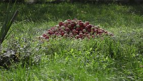 bunch of ripe apples on the grass under a tree