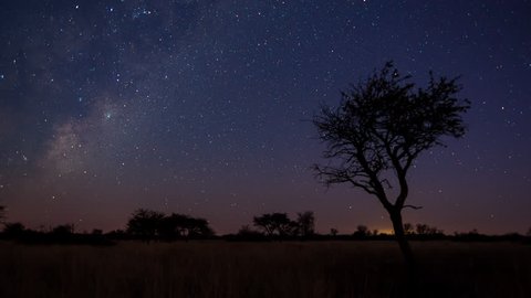 A scenic static sunset / day to night timelapse transition of an Acacia tree with the Milky Way twisting through a dark landscape scene and the moon rises to light up the landscape. 4K