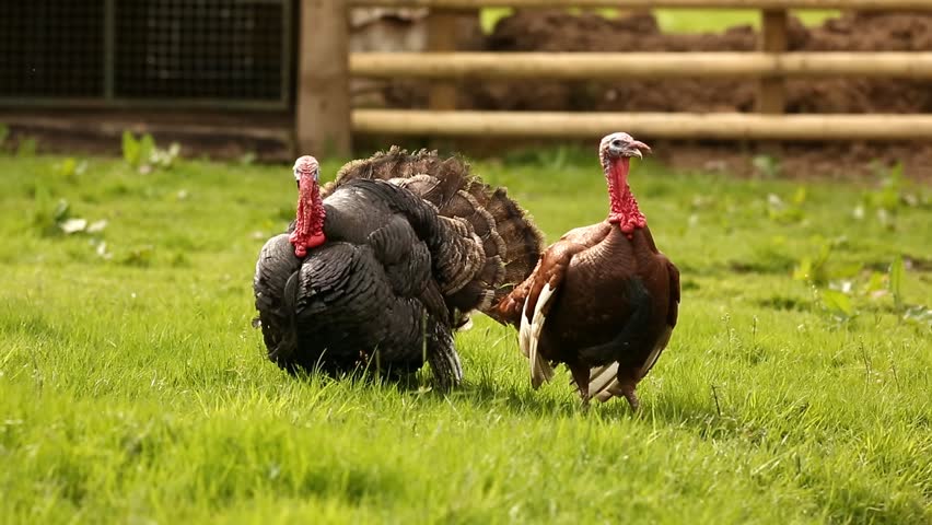 Two Turkey