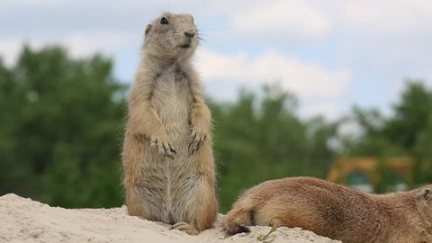 North American Black-tailed Prairie Dogs Standing and on the Alert