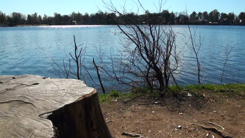 Tree stump on the lake