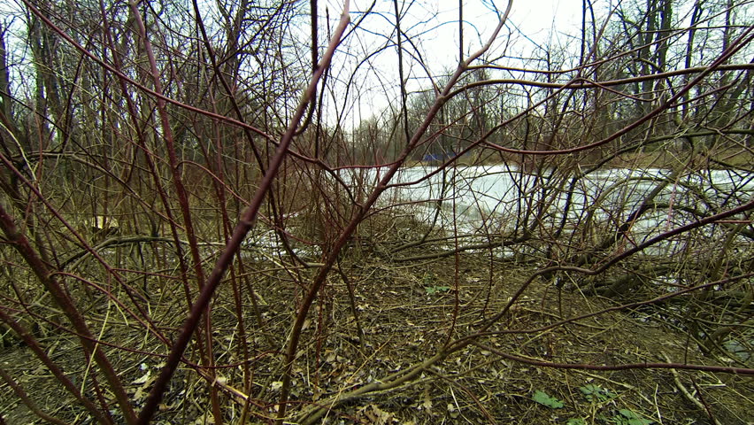 Bushes and branches without leaves