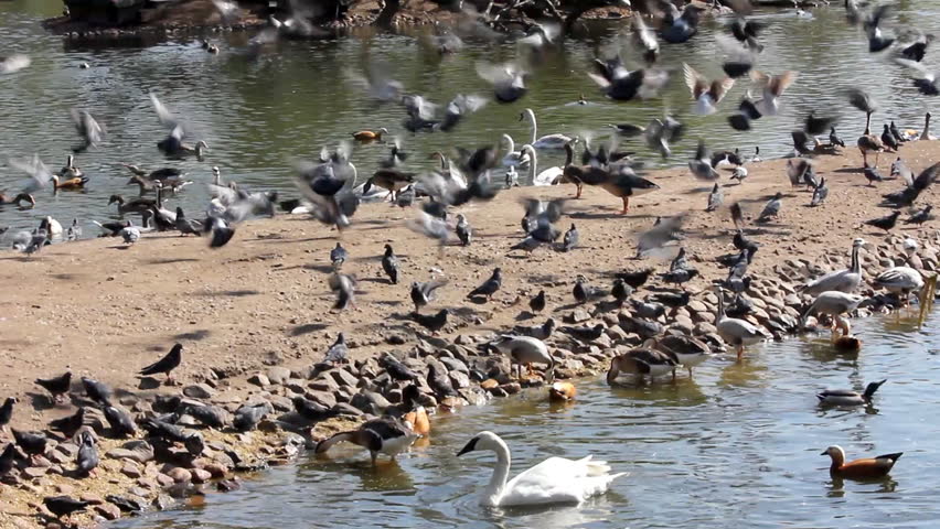 many birds feeding 