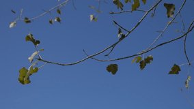 Autumn leaves tree branch on wind 4K 2160p UHD video - Tree branch in front of blue sky 4K 3840X2160 UHD footage