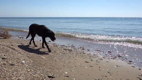 Black Labrador dog walking along the beach