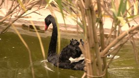 black swan swimming quietly in the park pond