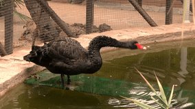 black swan preening in the park pond in Almuñecar 