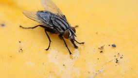 Close-up footage of a fly eating mango syrup. HD