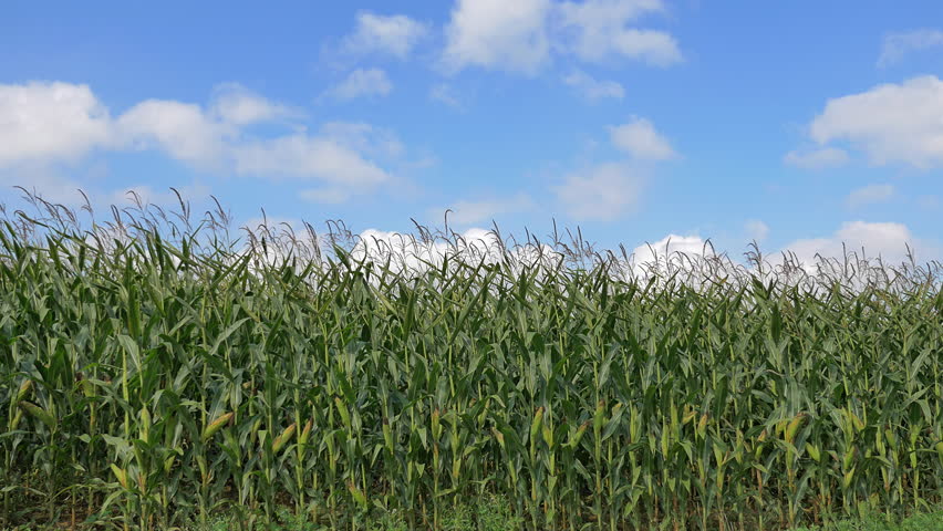 4k Corn Stems Swaying in Stock Footage Video (100% Royalty-free ...