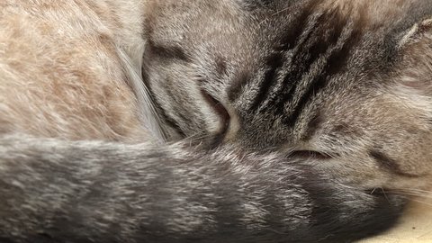 Zoom out from sleepy female Bengal cat curled up