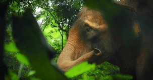 Wildlife nature - Asian elephant in tropical forest