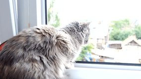 Young pussycat sitting on windowsill