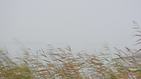 Reed standing in a flake with heavy fog in the background