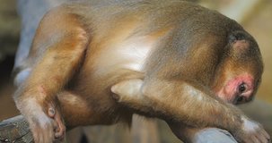 Monkey lying and relaxing close up 4k video