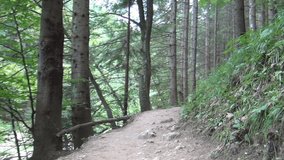 View Walking on a Forest Path, Tourist Hiking in Mountain Trail in Summer Vacation, Trip, Excursion in Nature, POV - Powered by Shutterstock - Get 15% off with code: PIKWIZARD15