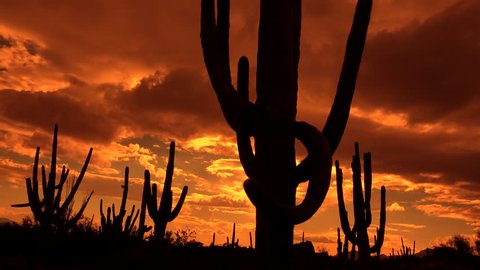 Time Lapse, Fast moving, fiery sunset clouds sweep across silhouetted saguaro cactus in dramatic Arizona desert landscape. 4K UHD 3840x2160