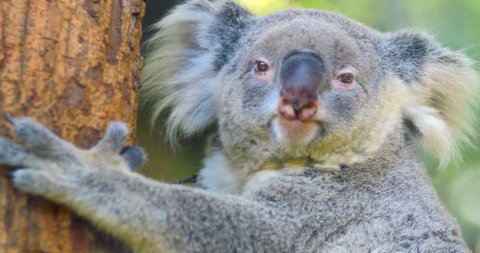 Koala Bear wild Australian animal 4k video