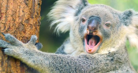 Cute and funny Koala bear yawning 4k close up video