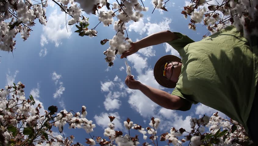 A farmer picks cotton wool for lab testing for quality control, in a sea of white cotton field Royalty-Free Stock Footage #7496125