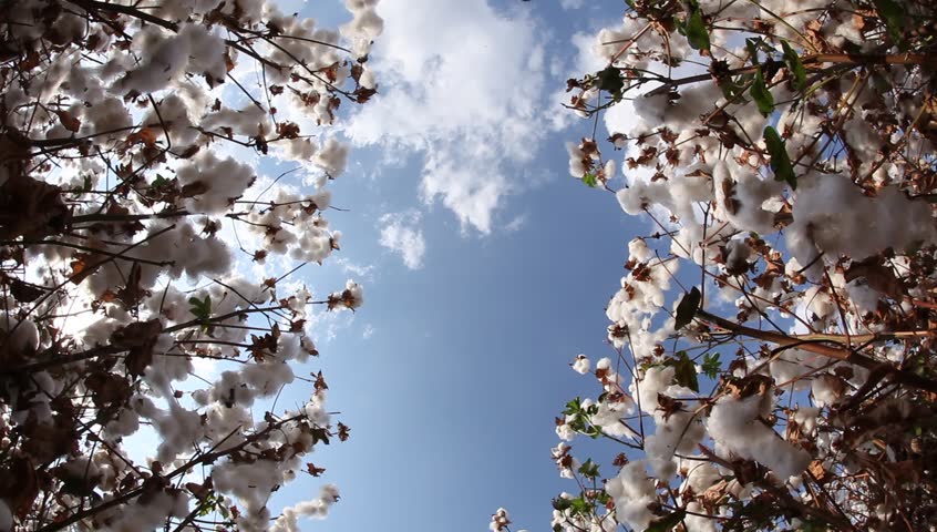 A farmer picks cotton wool for lab testing for quality control, in a sea of white cotton field