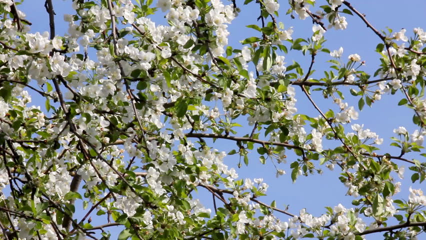 Blossom apple tree branches