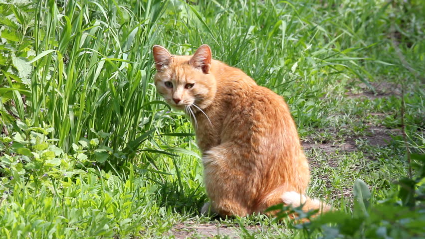 Red cat eating grass