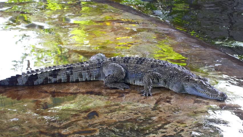 crocodile farm koh samui thailand hd Stock Footage Video (100% Royalty ...