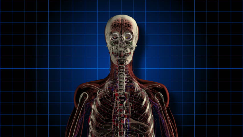 An Anatomical Man Rotates Showing Stock Footage Video (100% Royalty