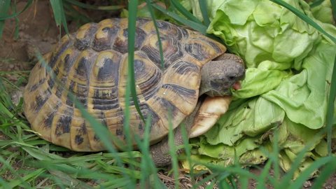 Greek tortoise (Testudo hermanni) is eating a big salad between grass, shooted with tripod - native 60fps RX10 video