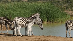 Plains (Burchells) zebras (Equus burchelli) gathering at a waterhole to drink, South Africa