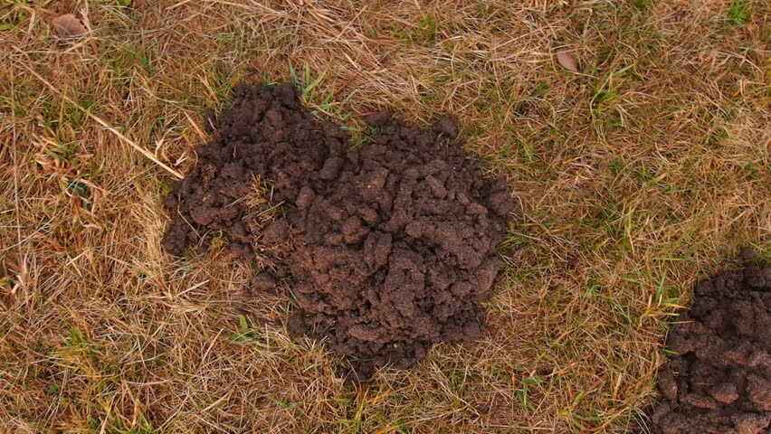 Molehills on a green meadow near Lublin in Poland.