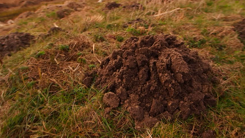 Molehills on a green meadow near Lublin in Poland.