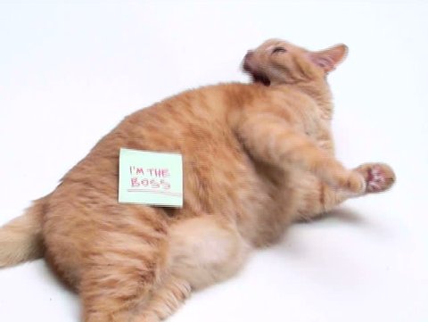 Cat with post it note "I'm The Boss" - NTSC