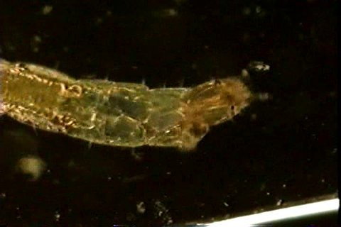 A microscopic view of an aquatic fly larva as it explores its watery world