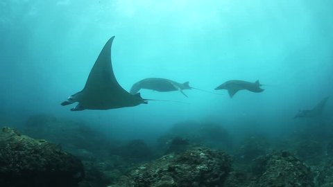 Manta rays (Manta alfredi) glide over a rocky reef near the island of Nusa Penida close to Bali, Indonesia. Mantas seasonally migrate to this area to mate and be cleaned of parasites by reef fish.